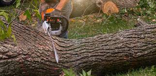 Best Emergency Tree Removal  in Delshire, OH