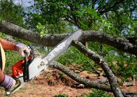 Best Tree Cabling and Bracing  in Delshire, OH