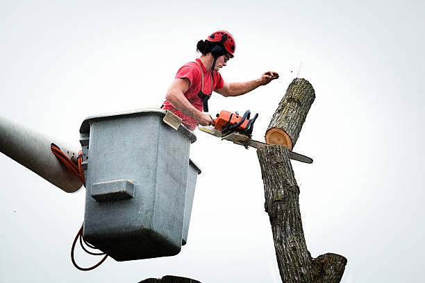 Best Stump Grinding and Removal  in Delshire, OH