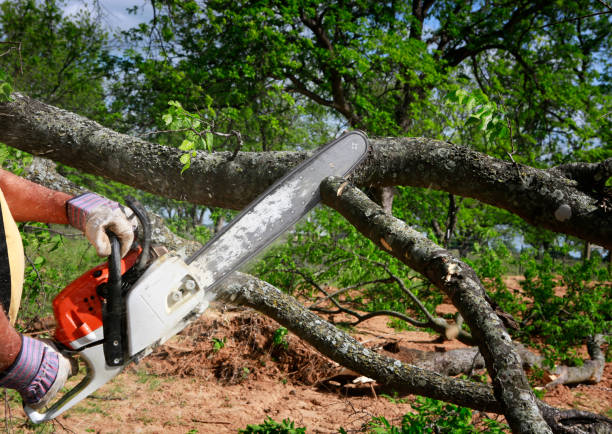 Best Seasonal Cleanup (Spring/Fall)  in Delshire, OH